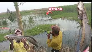 Part 2 biggest snakehead live attack ! Again big Snakehead fishing #biggestfishing #bigfish #fishing
