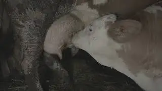 Krupa na Uni - Dubovik zivot na selu