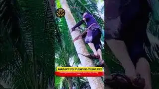 Simple Foot Tool to Climb Tall Coconut Trees #hacklife #diy #diyworktricks