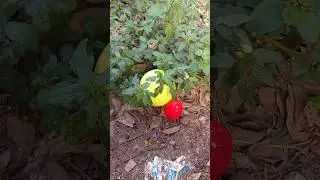 Finding eggs and delicious fan candy #egg #candy #shorts