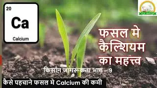 कैल्सियम आपकी फसल को बचाता है बीमारियों से || Calcium in Plants