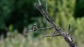 Cedar Waxwing Takes Flight