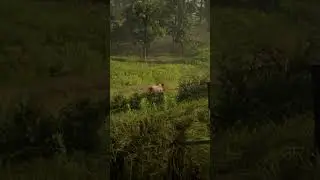 Sundown Shootouts RDR2 Gunfights at Dusk 🌇🔫#gamers #rdr2 #rockstargames