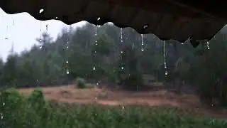 Calm Rain Sound for Evening Rest and Focus | Soft Background Rain 