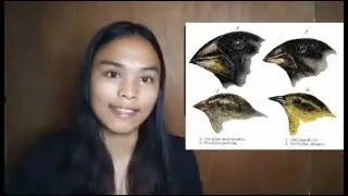 DARWINIAN PATTERN OF EVOLUTION - GRADE 10 DEMO TEACHING BSED- SCIENCE III
