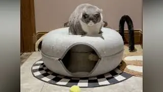 Cattasaurus 