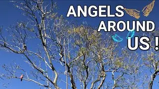 Backyard Wild Life Australian Native Birds Cockatoos Fun n Play like Amazing Angels #RichScenic