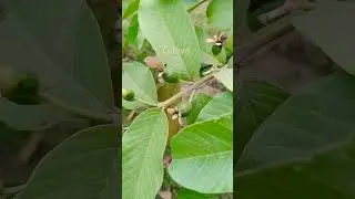 Guava #guava #viralshorts #shorts #guavacultivation