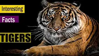 tiger| Amazing facts about tigers| interesting facts about tigers| facts in hindi| facts