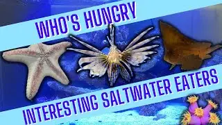 Who's Hungry?!? | Interesting Saltwater Eaters | Salty Underground