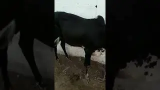 Beautiful 🥰🥰🥰#bakraeid2022