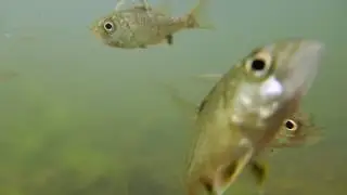 Australian Bass Fingerlings in North Pine River