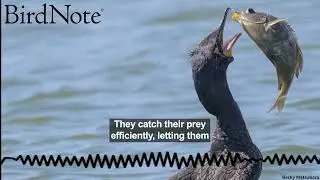 Cormorants Dive During the Day