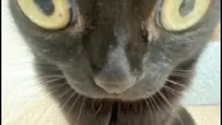 Cosmos&rsquo; Observer - Jinx the Cat Boss Fight Theme