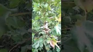 Wao great variety of Cotton ckc-1