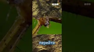 Уникальный момент, который больше не повторится! #шортс #тг 6sn