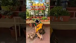 #doggy doggy love#dogs#cats#youtube shorts#viral video#animal lovers&hearts;️