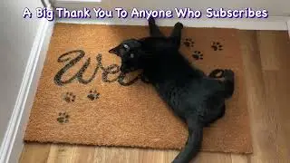 Lightning Fast Cat Playing