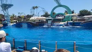 Massive Dolphin Leap at Seaworld San Diego