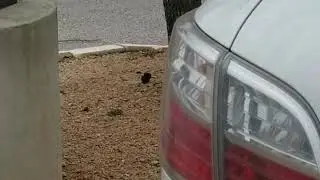 White squirrel in Cedar Park, TX