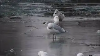 Kumlien's gull