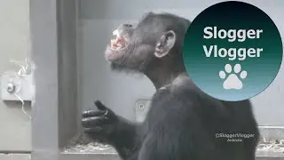 Jambo The Hairless Chimp Bites His Challenger In The Neck