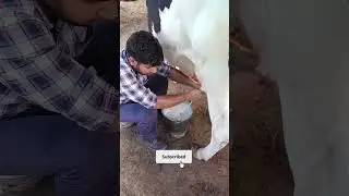 #ytshort #trendingshorts #funny #dairyfarm #milking #cow #trendingytshort #business #revenue #vlog