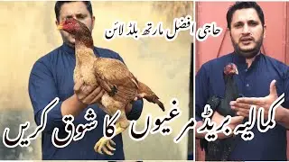 Kamaliya breed , haji Afzal marath blood line hens by Nadeem shah aseel