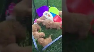 Red Maple Doodles - Maizee and Bosco&rsquo;s F1 mini English Goldendoodles