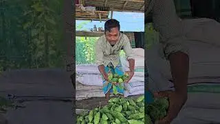 দেশি ক্রস জাতের নতুন আইটি জাত সারের সাথে কি কি ব্যবহার করলে ভালো ফলন পাওয়া যায় #farming#Raiba agro