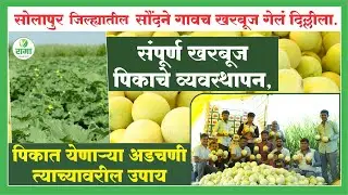 सोलापुर जिल्ह्यातील  सौंदने  गावच खरबूज गेलं दिल्लीला. संपूर्ण खरबूज पिकाचे व्यवस्थापन,
