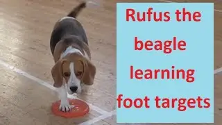 Rufus the beagle learning foot targets