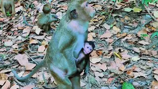 The mother monkey request food from visitor