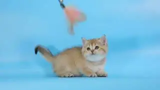 ดญ เค้กส้ม British Shorthair ny 11 black golden shaded 1.5 months
