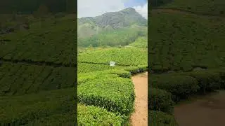 Tea Garden