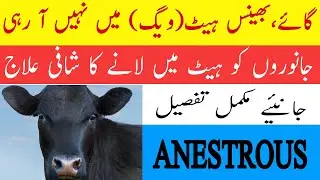 Anestrus Herbal Treatment In Cow,Buffalo ,Heifers| How To Treat Heat Problems In Cattle And Buffalo