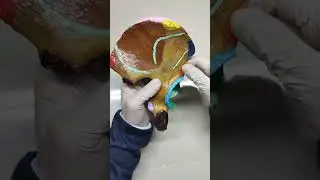 Anatom&iacute;a Hueso Coxal
