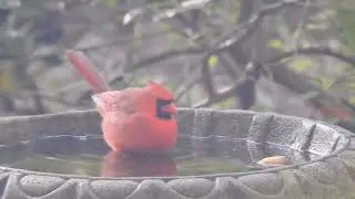 October birdbath scenes in Charlotte, NC -  2020