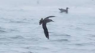 Black-vented Shearwater - Puffinus opisthomelas - Soaring Across the Water