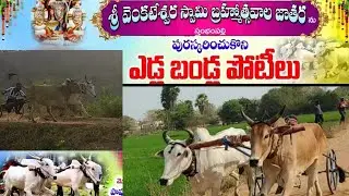 స్తంభం పెళ్లి ఎడ్లబండ్ల పోటీలు/sthambam pelli edla bandla potilu