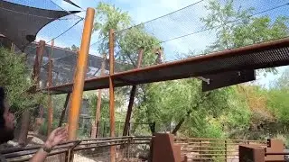 The Phoenix Zoo debuts &lsquo;Big Cats of Arizona,&rsquo; a new habitat for mountain lion and jaguars