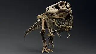 Trex Sue Skeleton Unity Project