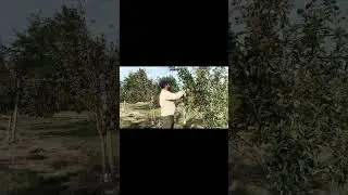 Apple Picking in Canada 🍎 | Indian Vlog #ApplePicking #CanadaVlog #IndianVlogger #DesiL