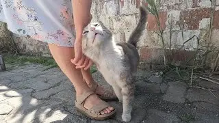 Кот Дым мурлычет, щебечет и радостно кружит вокруг меня