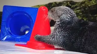 鳥羽水族館 ラッコ キラちゃんvsﾊﾟｲﾛﾝを持って来て欲しい飼育員さん「ん？」