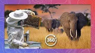 Спасение слонов с помощью медоносных пчёл | Дикая природа в формате 360 VR