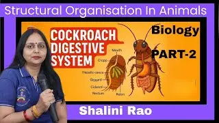 Structural Organisation In Animals 09 I Cockroach 2 I NEET I CUET I Bio I Cockroach digestive system
