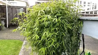 Bamboo In Container - Winter Update January 16, 2021