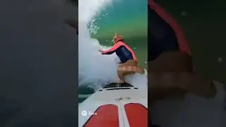 Cat Surfing #catshorts #cats #cat #kitten #kitty  #cute #cutecat #catlover #usacats #surf #surfing