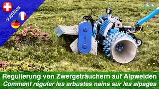 Verbuschung auf Alpweiden - Regulierung von Zwergstr&auml;uchern